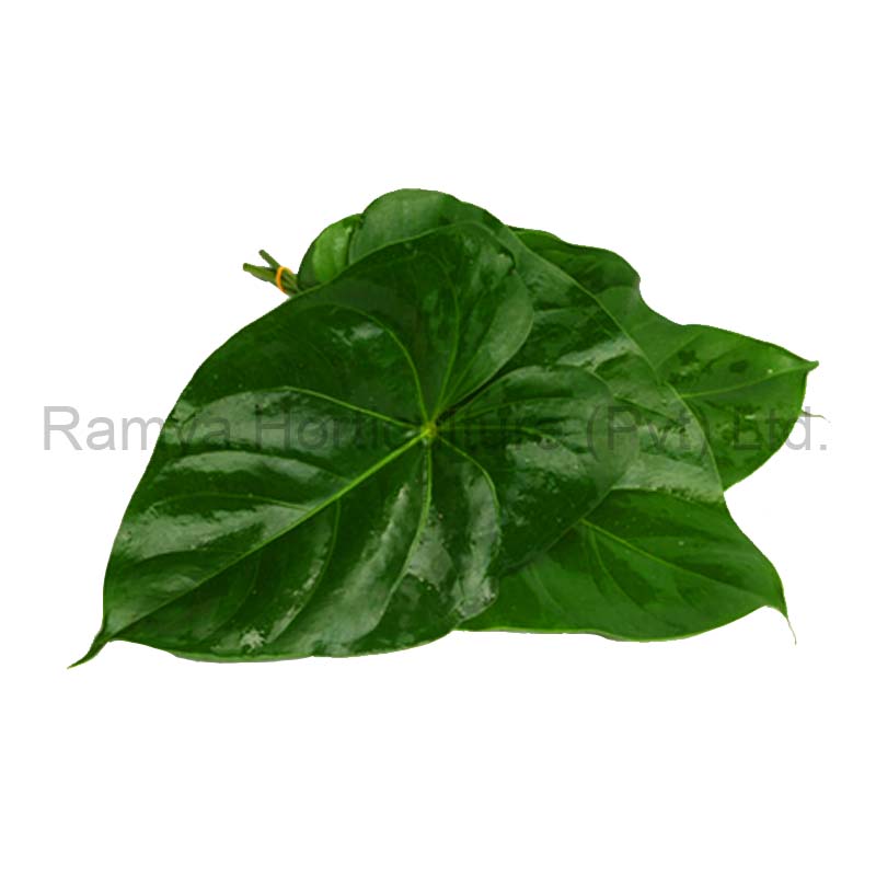 Anthurium cut leaves