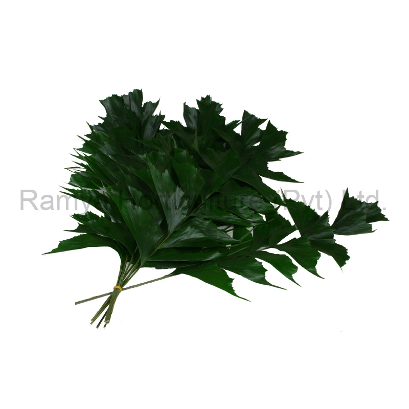 Caryota