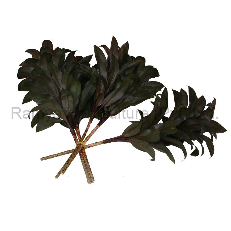 Ramya Horticulture