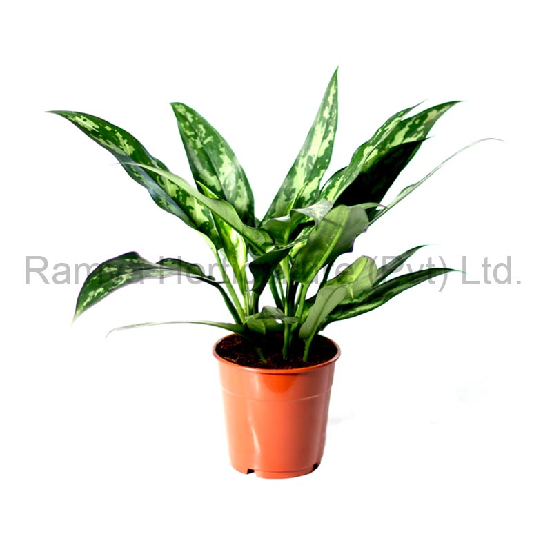 Aglaonema ‘maria ‘