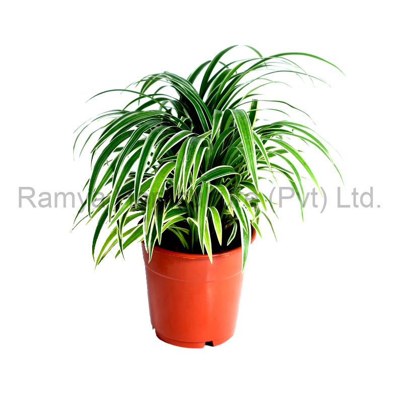 Chlorophytum laxum