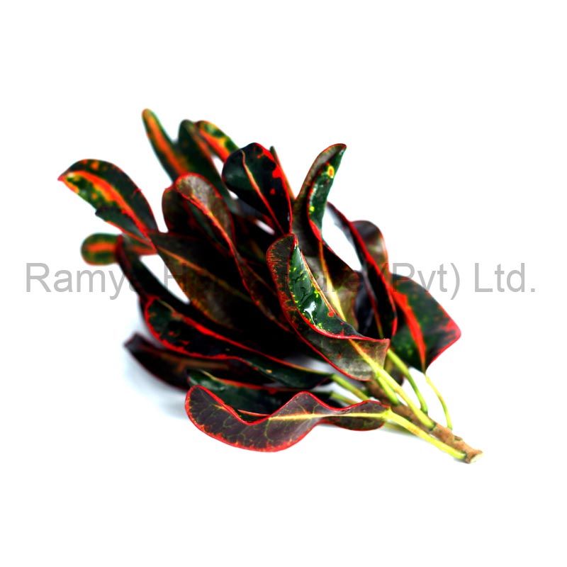 Ramya Horticulture