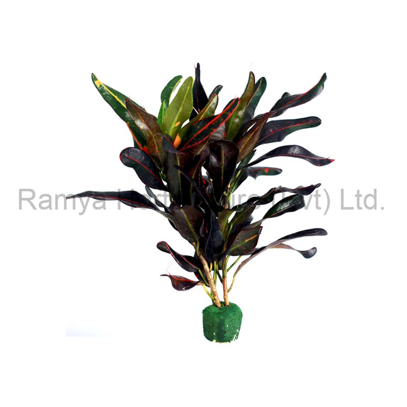 Ramya Horticulture
