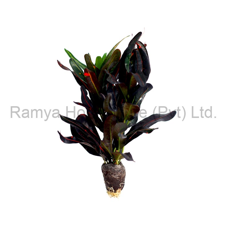 Ramya Horticulture