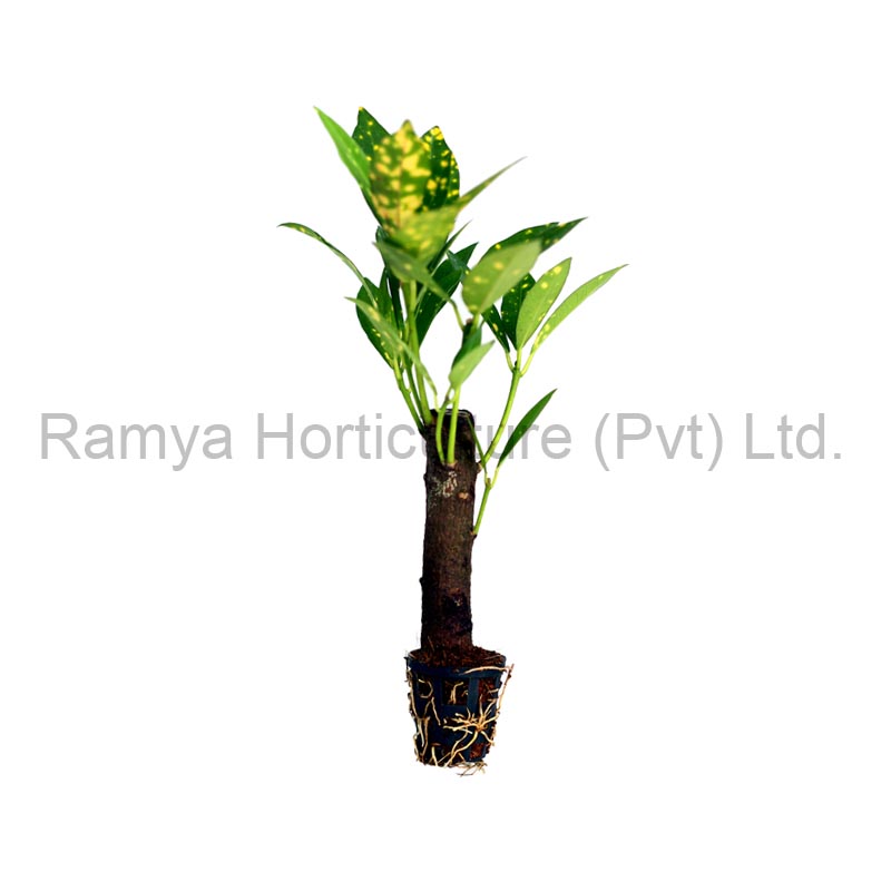Ramya Horticulture