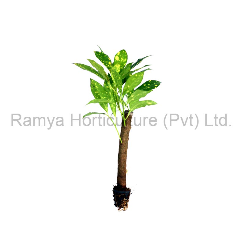 Ramya Horticulture