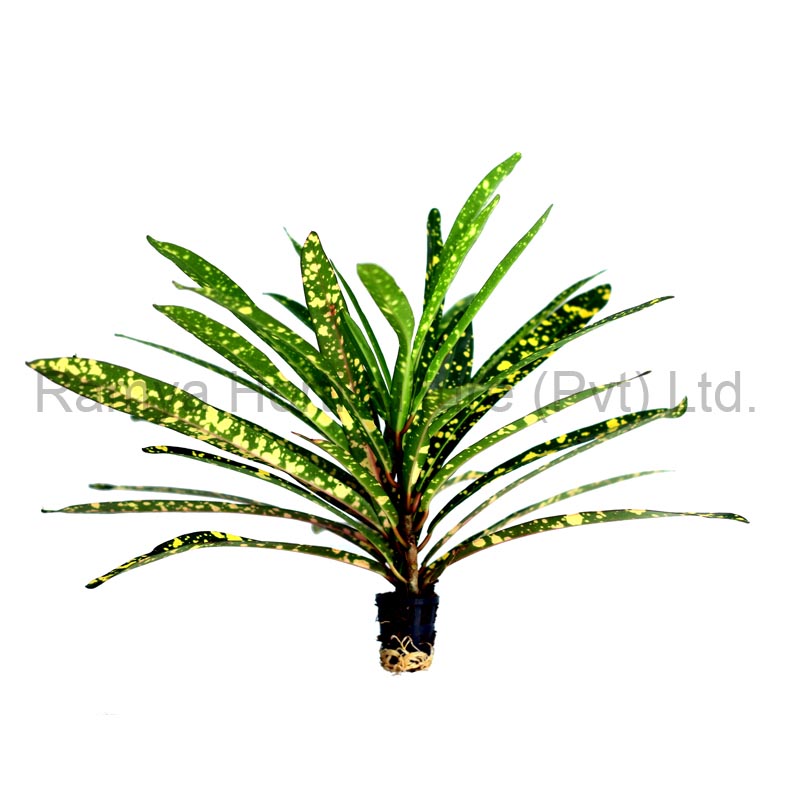 Codiaeum variegatum ‘Gold Star’