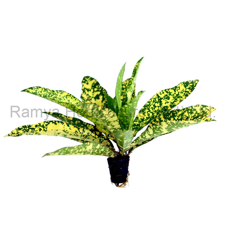 Codiaeum variegatum ‘Gold sun ‘