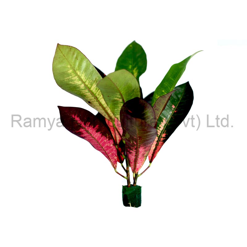 Ramya Horticulture