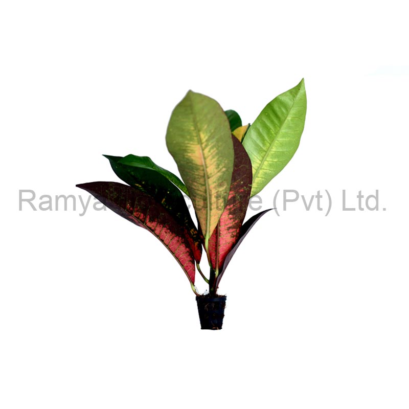 Ramya Horticulture