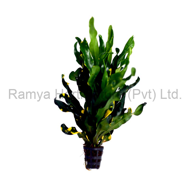 Ramya Horticulture