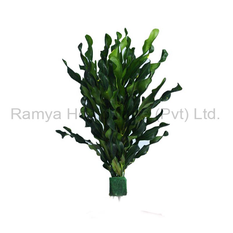 Ramya Horticulture