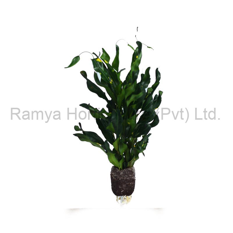 Ramya Horticulture