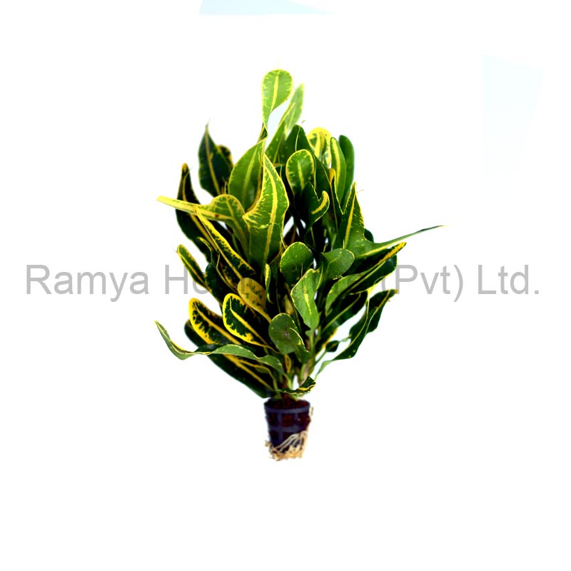 Ramya Horticulture
