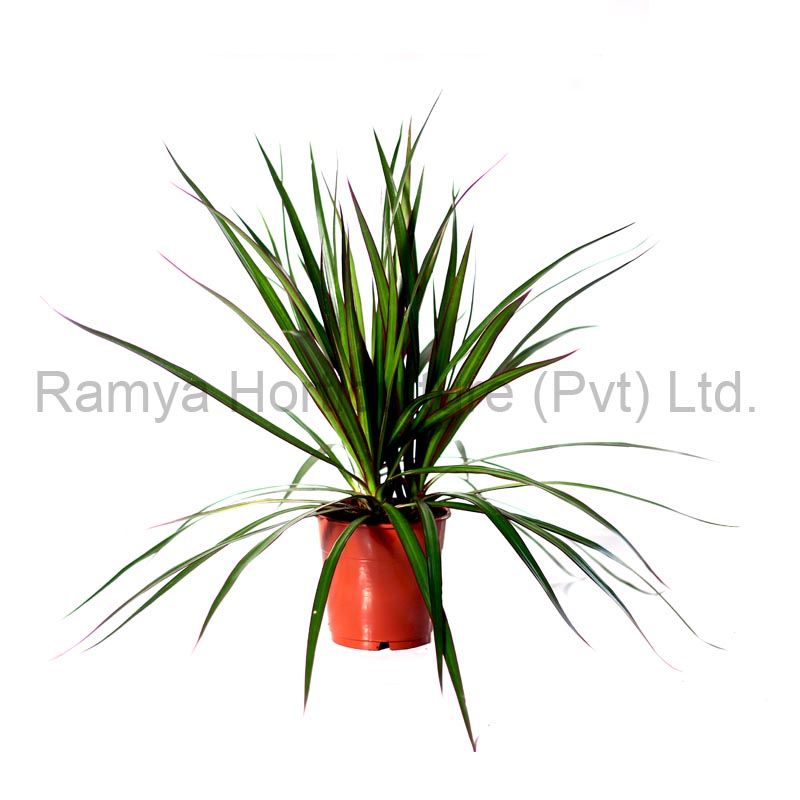 Ramya Horticulture