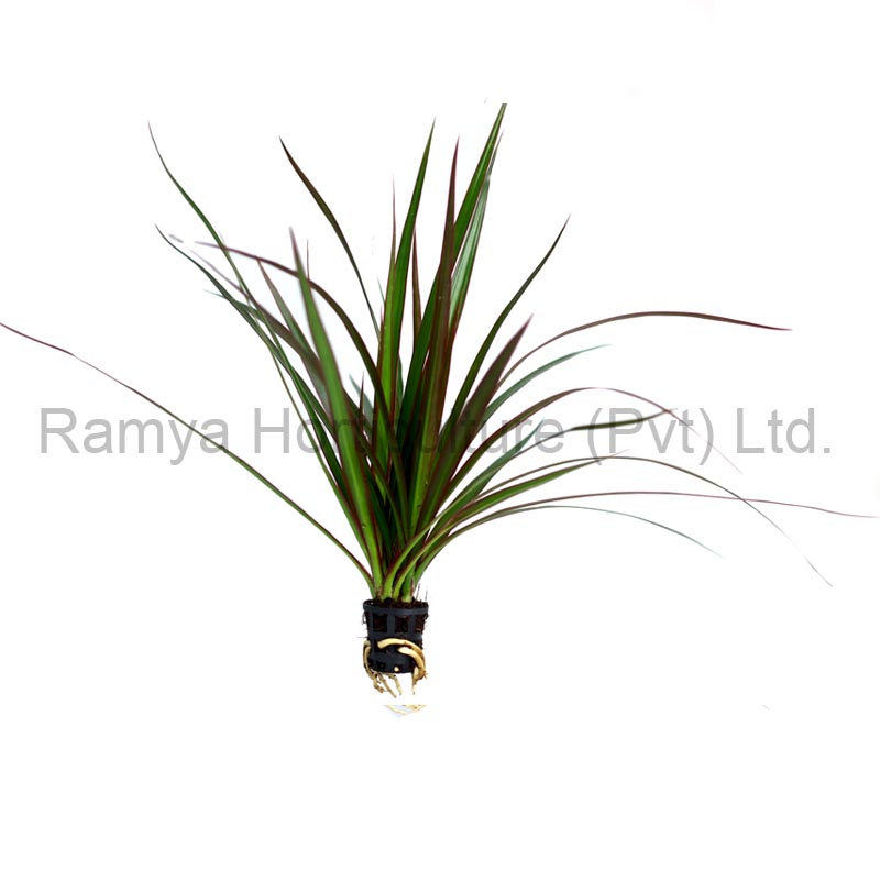 Ramya Horticulture
