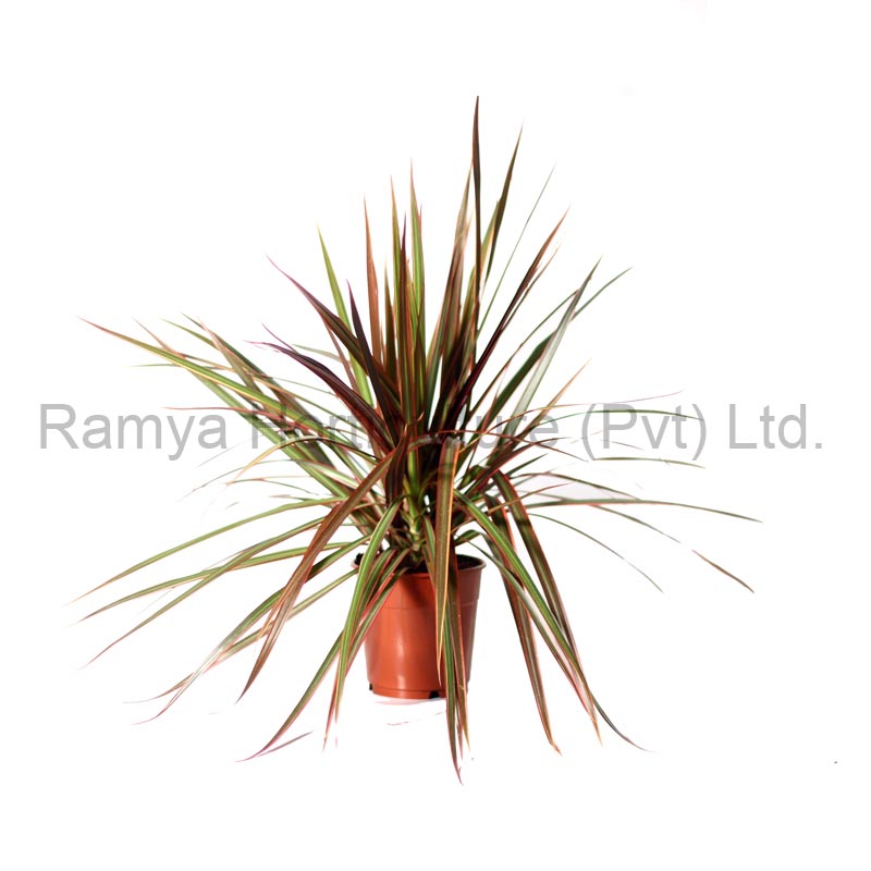 Ramya Horticulture