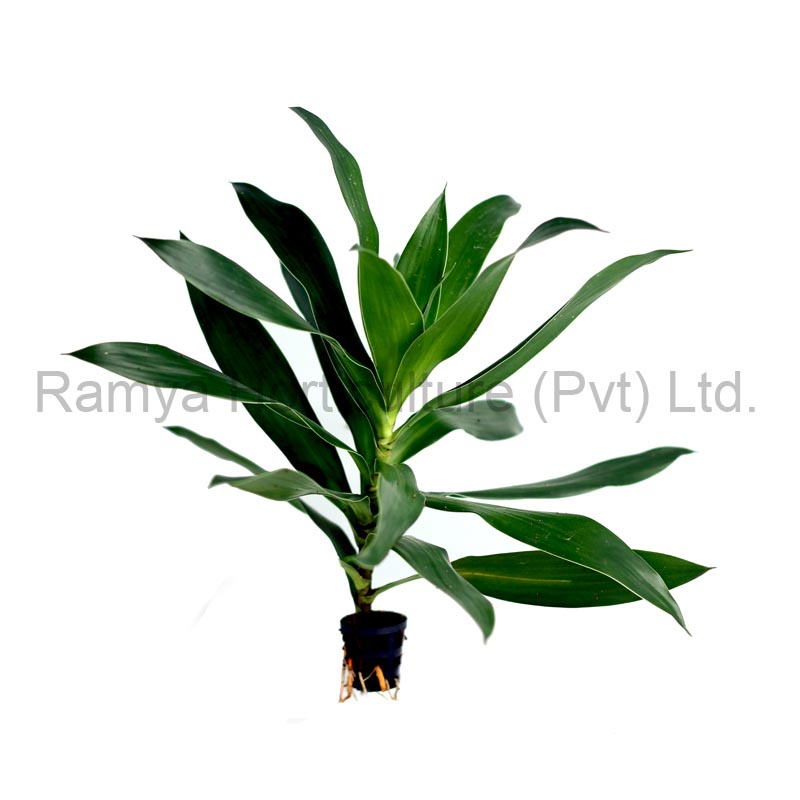 Ramya Horticulture