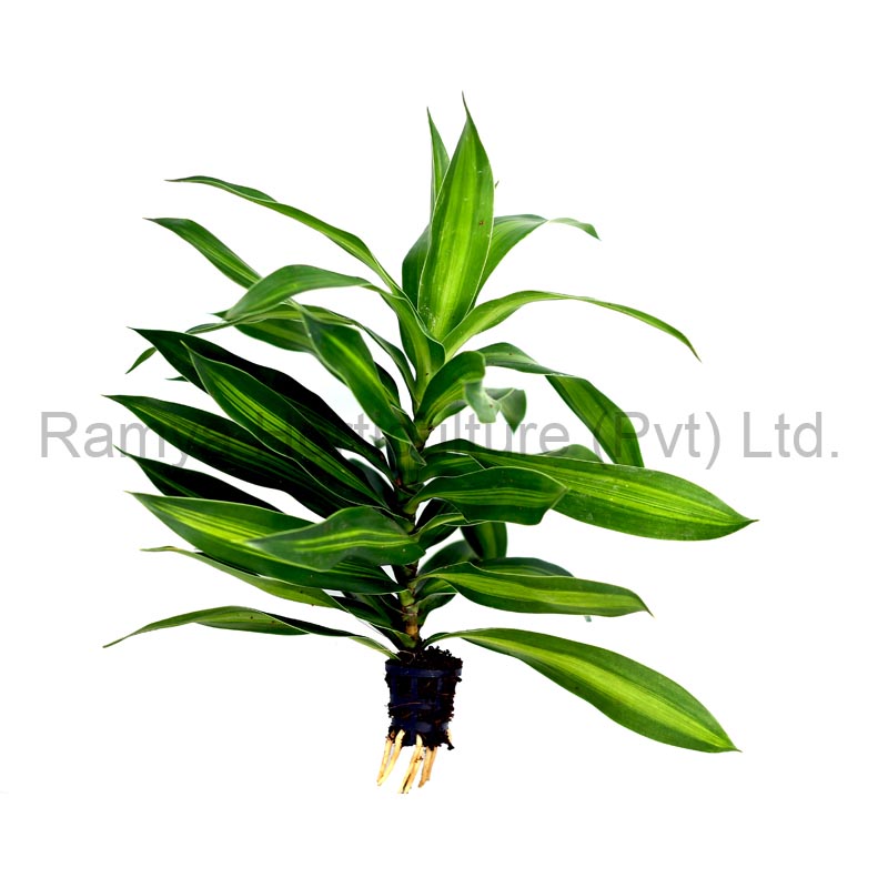 Ramya Horticulture