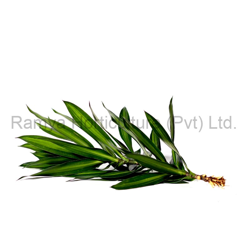 Ramya Horticulture
