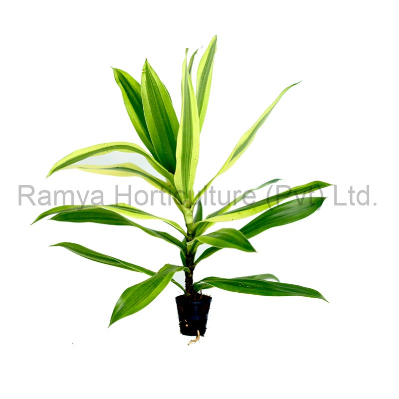 Ramya Horticulture