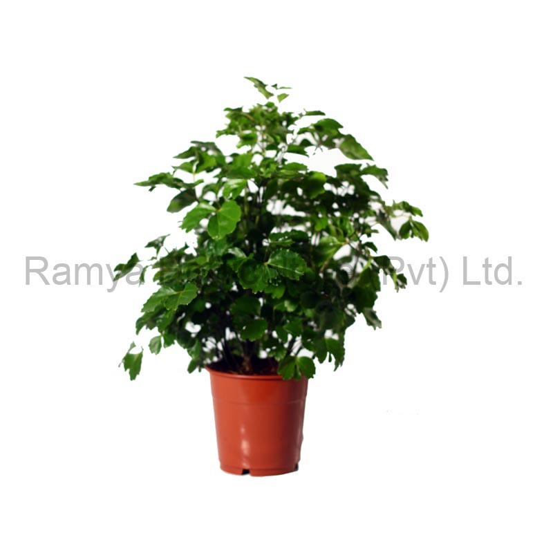 Ramya Horticulture