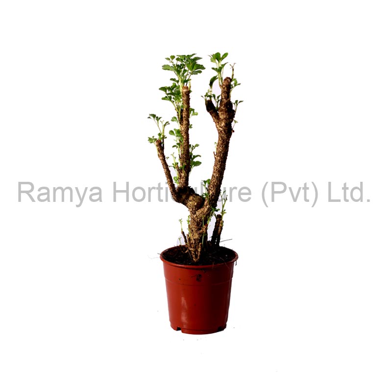 Ramya Horticulture