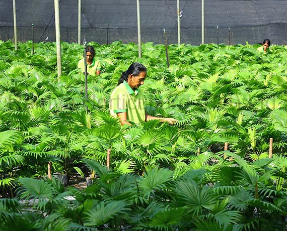 Ramya Horticulture