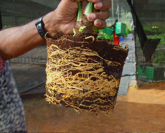 Ramya Horticulture