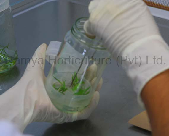 Ramya Horticulture