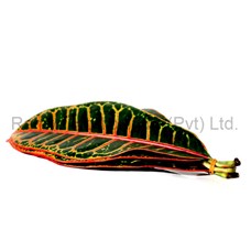 Ramya Horticulture