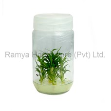 Ramya Horticulture