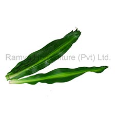 Ramya Horticulture