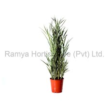 Ramya Horticulture