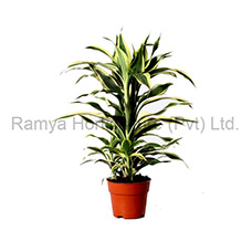 Ramya Horticulture