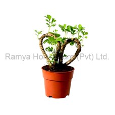Ramya Horticulture
